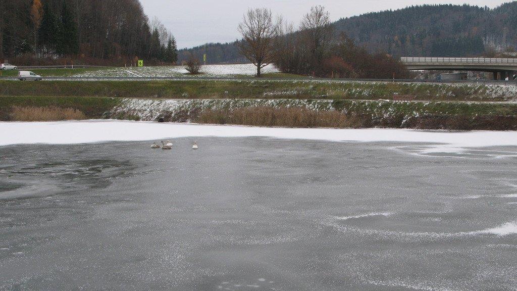 Schwäne im Eis gefangen