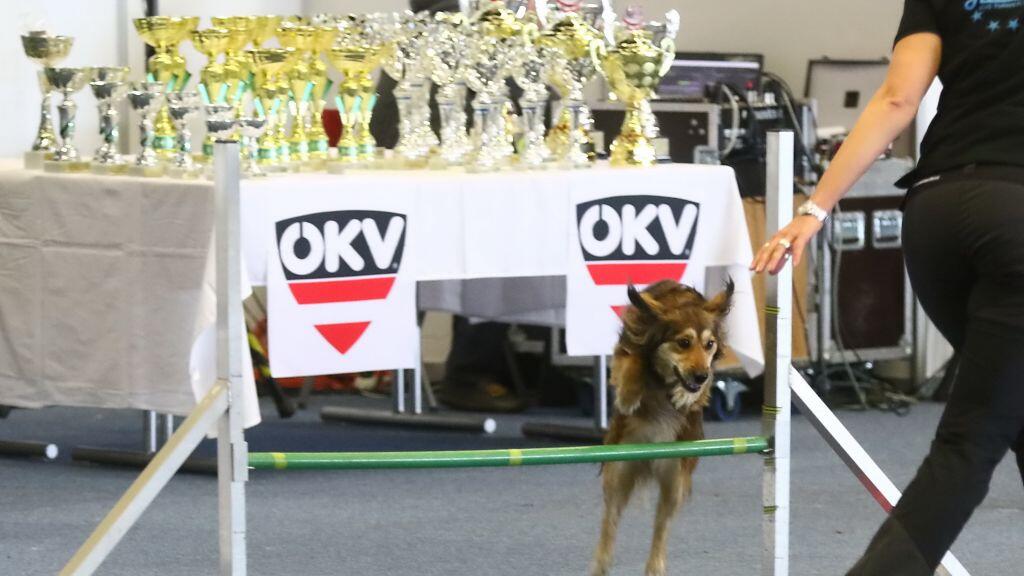 Hunde-Messe in Salzburg