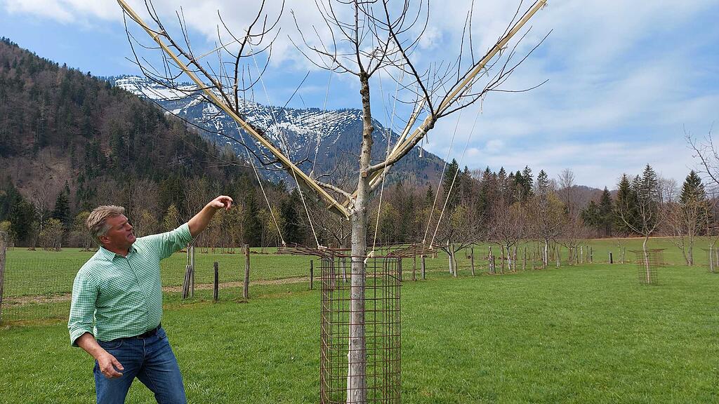 Streuobstwiese