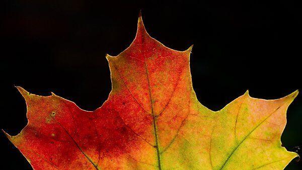 Der Theaterherbst wird bunt