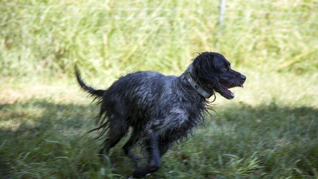 Neues Zuhause für Hunde in Lochen