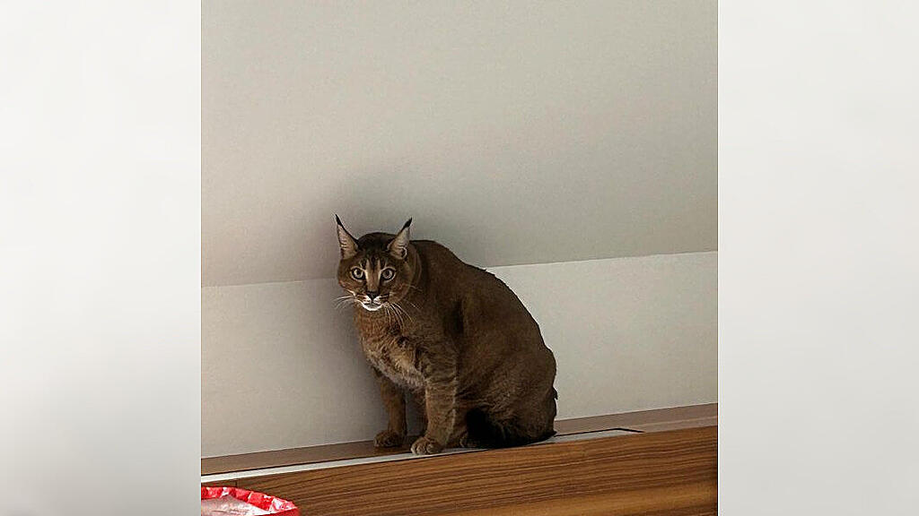 "Operation Wildcat": Falsche 50-Euro-Schein