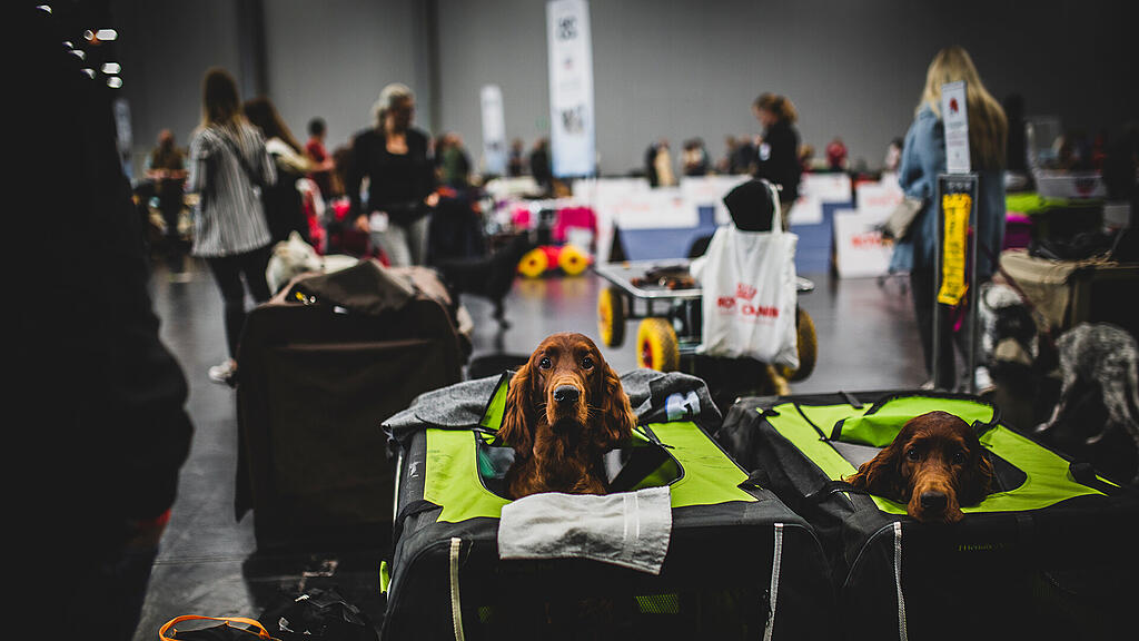Rassehunde Ausstellung