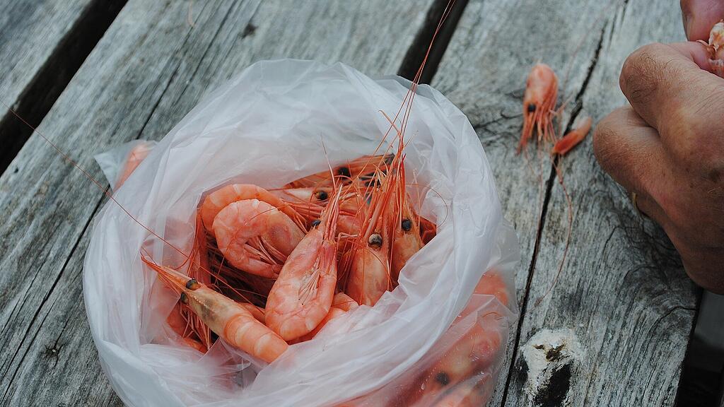 symb_garnelen, symb_Shrimp