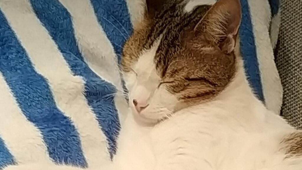 Vermisster Kater "Fipsi"