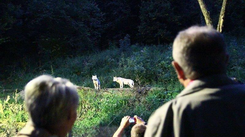 Nachtzoo in Salzburg
