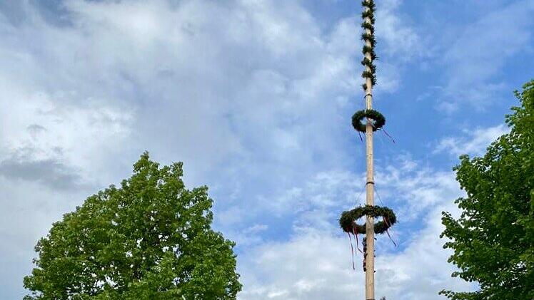 Maibaumaufstellen Anif, Maibaum