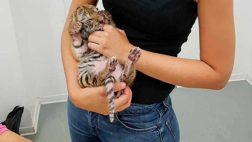 Tigerbabys