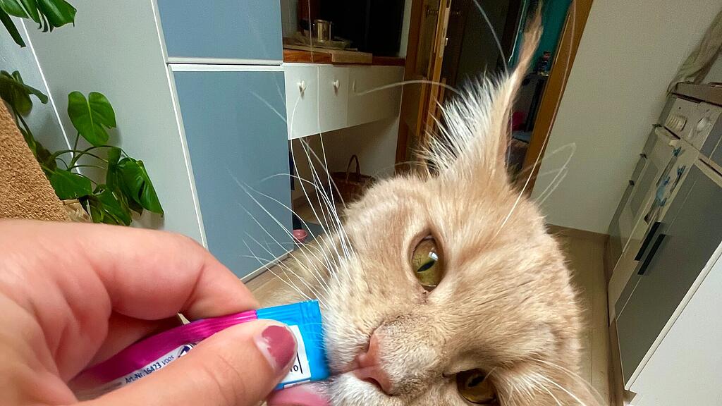 Weltkatzentag 2022
