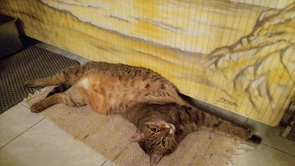 Weltkatzentag 2025