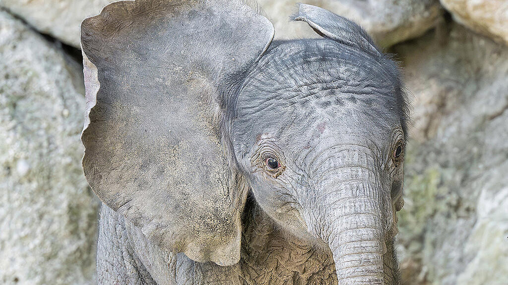 Elefant Schönbrunn