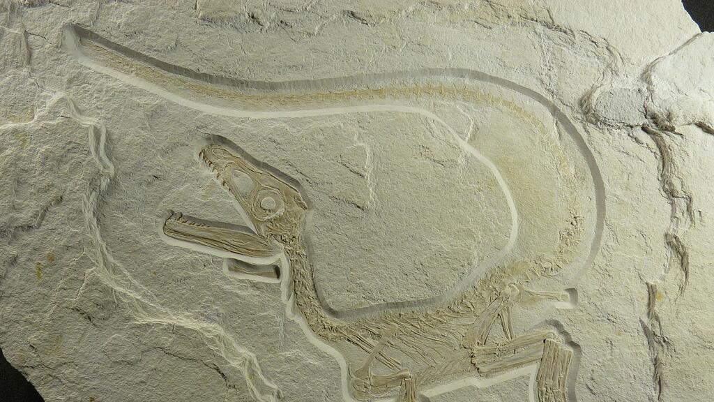 Auf Afrika gibt es nur wenige Dinosaurier-Fossilien. (Symbolbild)