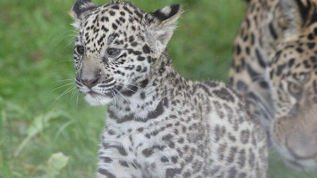 Jaguar-Baby wählt seinen Namen