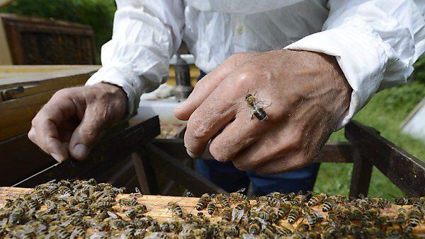 Der Imker wird sich weiter um die Bienen kümmern