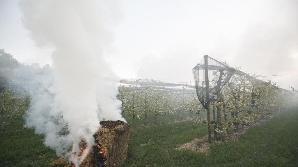 Bauern kämpfen gegen Frost