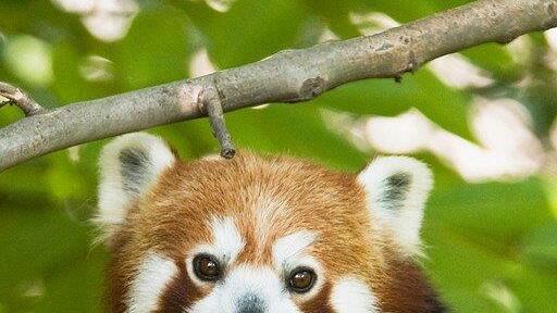 Die Erdmännchen sind die beliebtesten Tiere in Schönbrunn