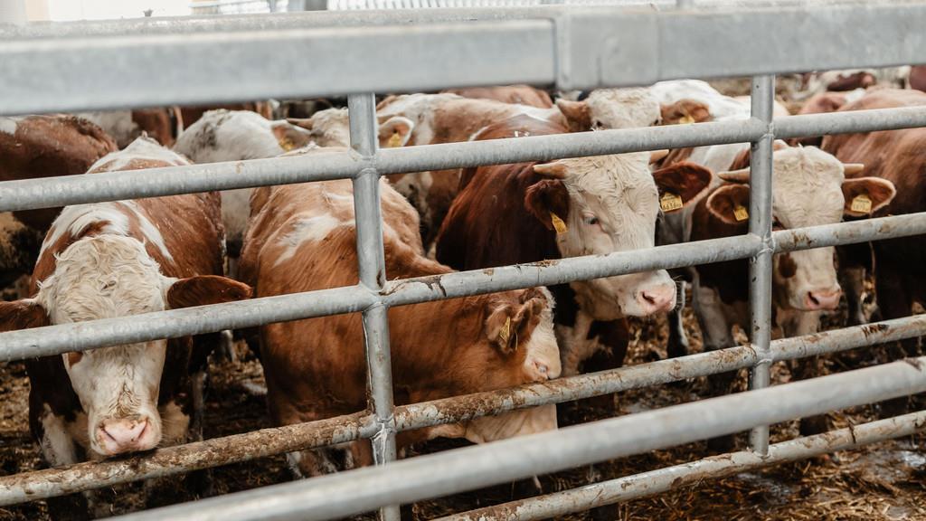 Friesachers neuer Stall in Anif