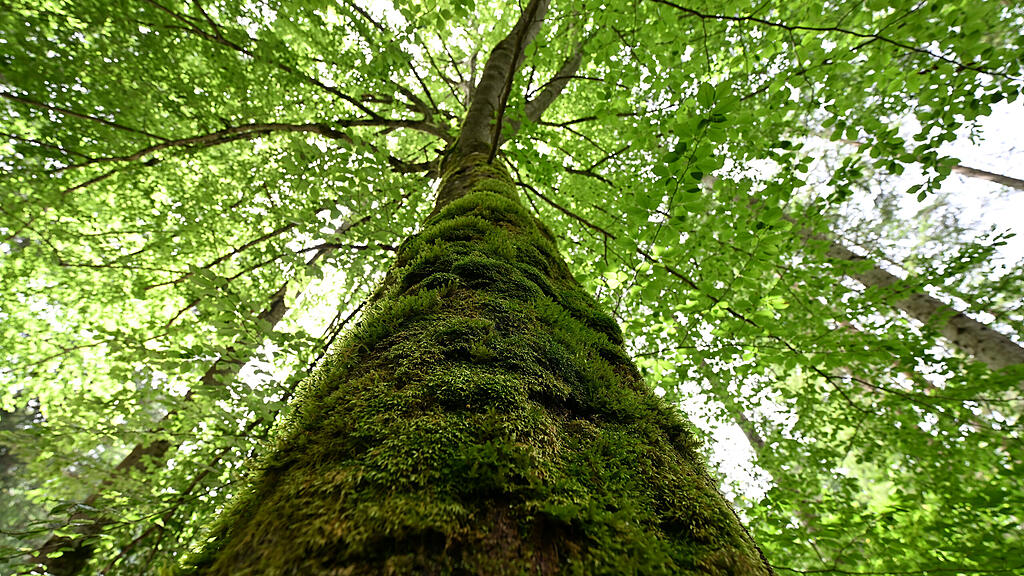 Wald