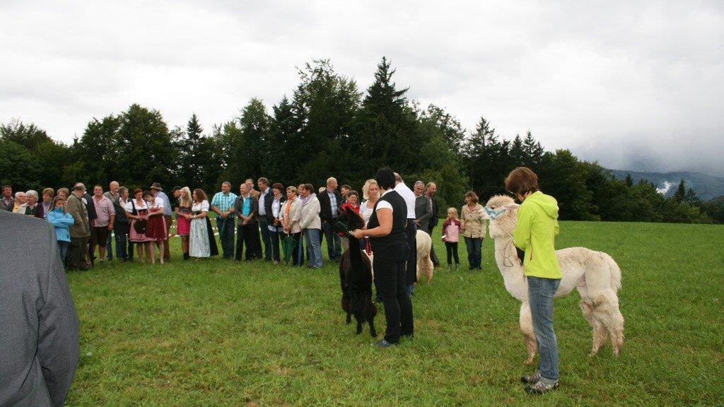 Alpaka-Fest in Adnet