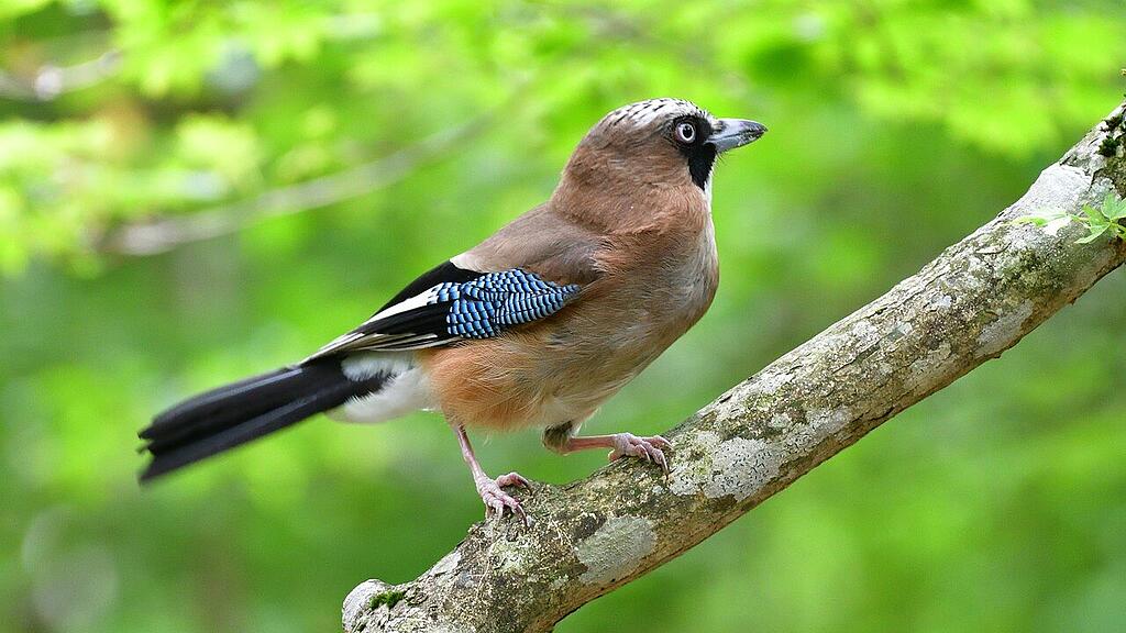 symb_vogel symb_eichelhäher