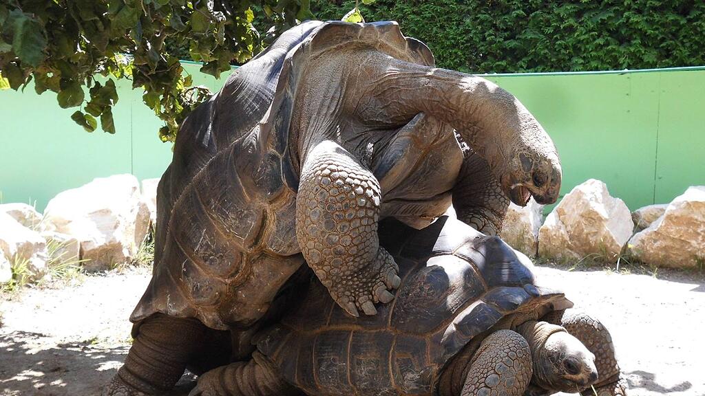 Im Reptilienzoo Happ in Klagenfurt haben sich die Seychellen-Riesenschildkröten Ylvi und Smorre gepaart