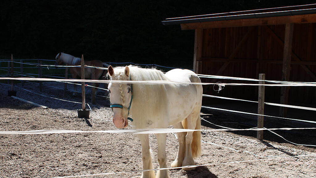 Pony-Club Salzburg