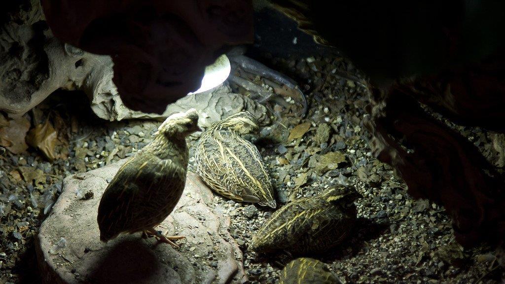 Frühlingserwachen im Salzburger Zoo