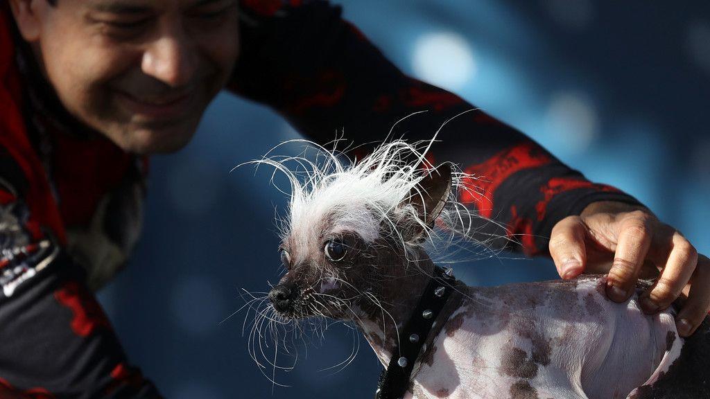 Wahl zum "Hässlichsten Hund"