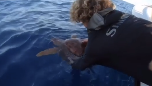 Tigerhai vs. Schildkröte, Bahamas