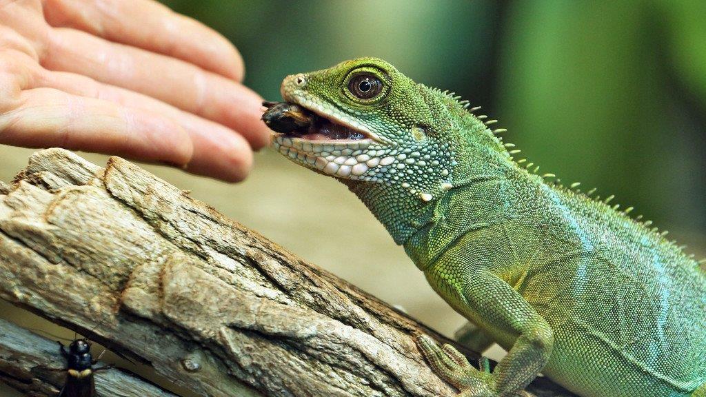 Die besten Tierbilder der Woche KW 40