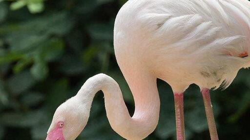 Flamingo-Nachwuchs in Schönbrunn