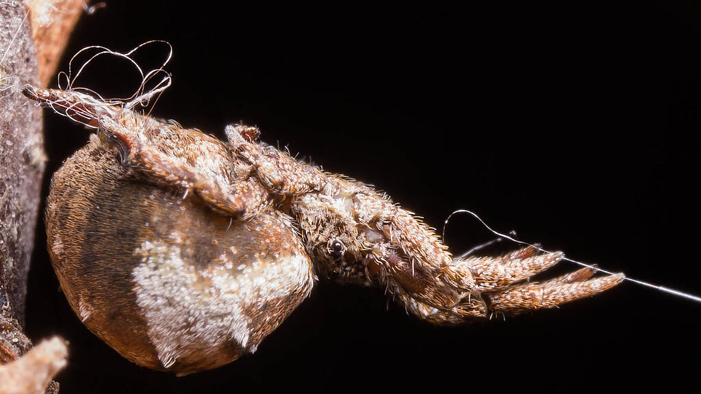Katapult-Spinne, Hyptiotes cavatus