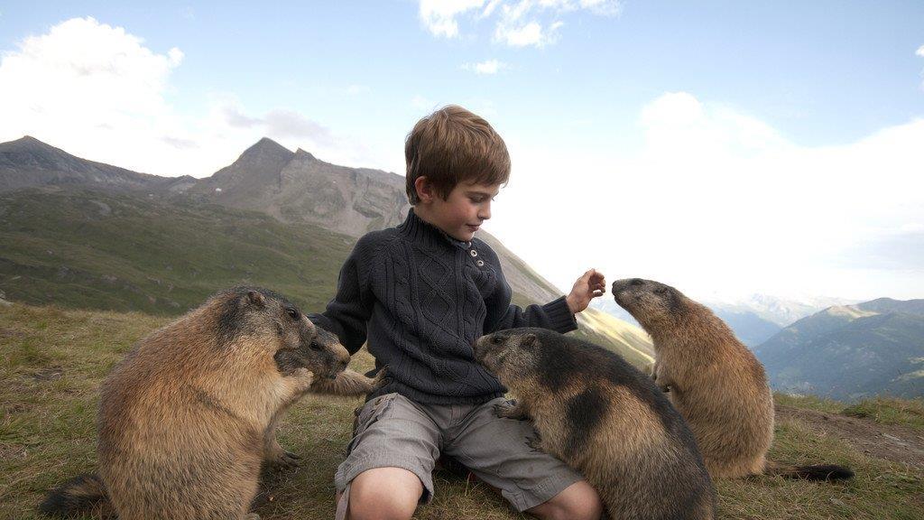 Matteo und die Murmeltiere