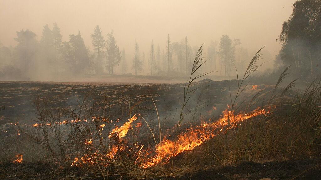 Das Risiko für Waldbrände steigt mit der prognostizierten Hitzewelle.