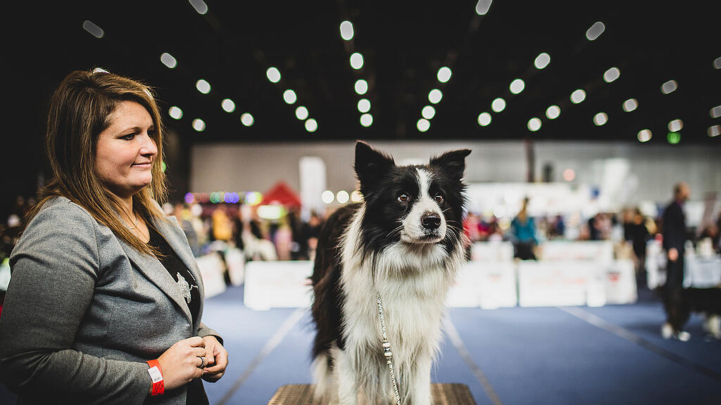 Rassehunde Ausstellung
