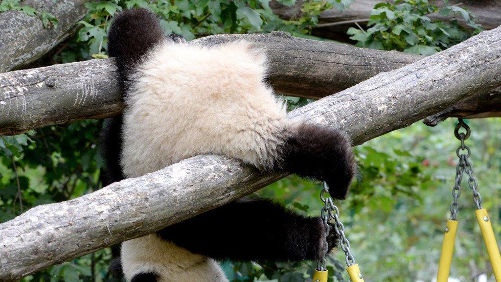 Fu Bao feiert