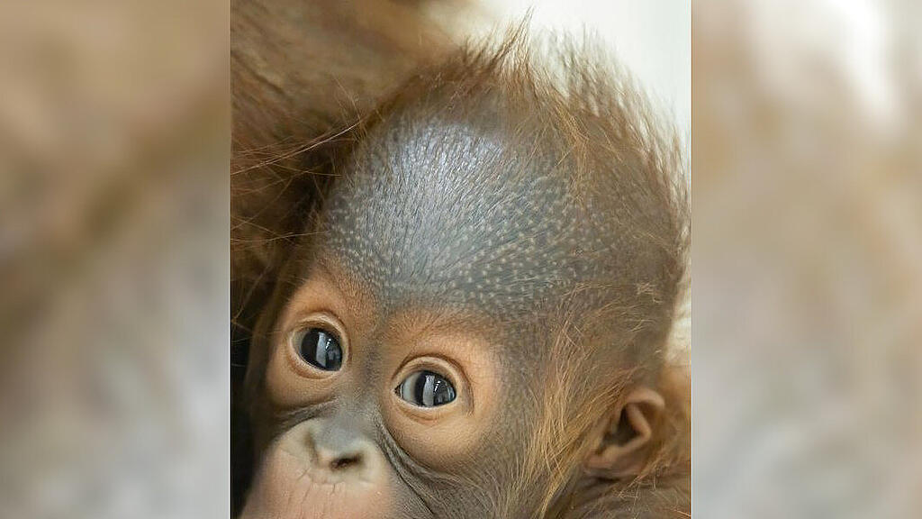Kendari: Orang-Utan-Nachwuchs in Schönbrunn