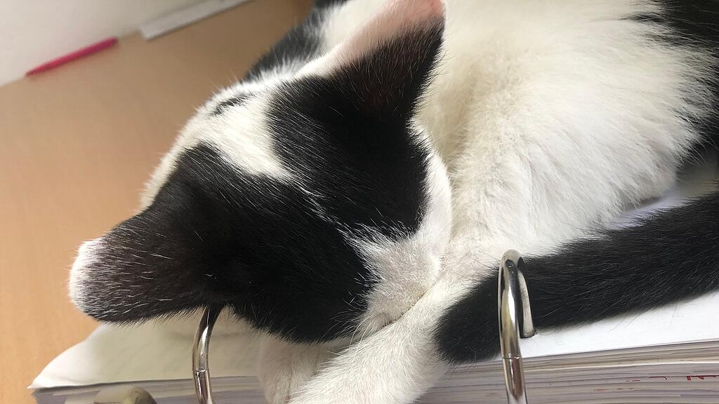 Weltkatzentag 2022