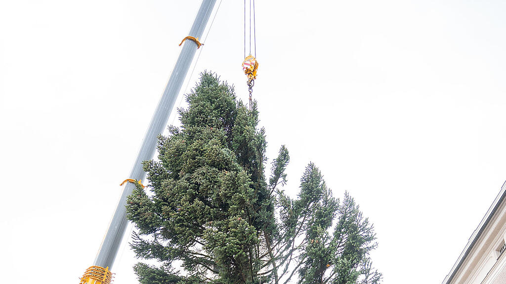 Baum am Christkindlmarkt eingetroffen