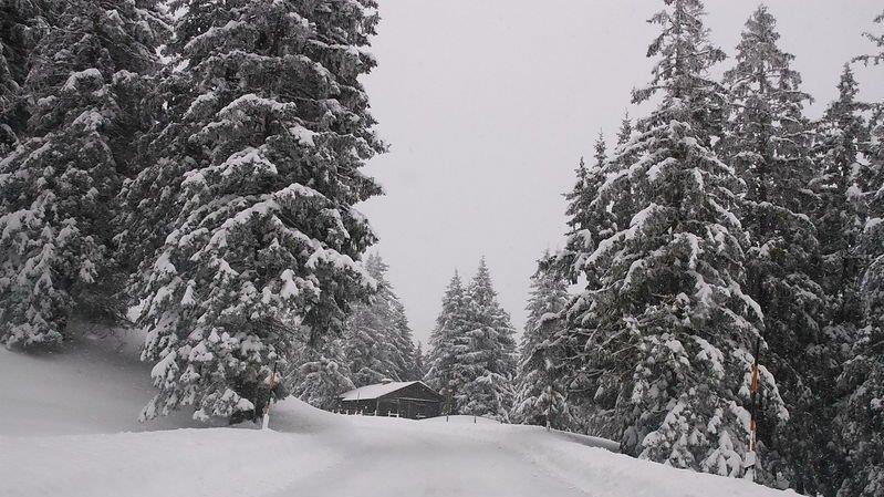 Schneefall am Roßfeld