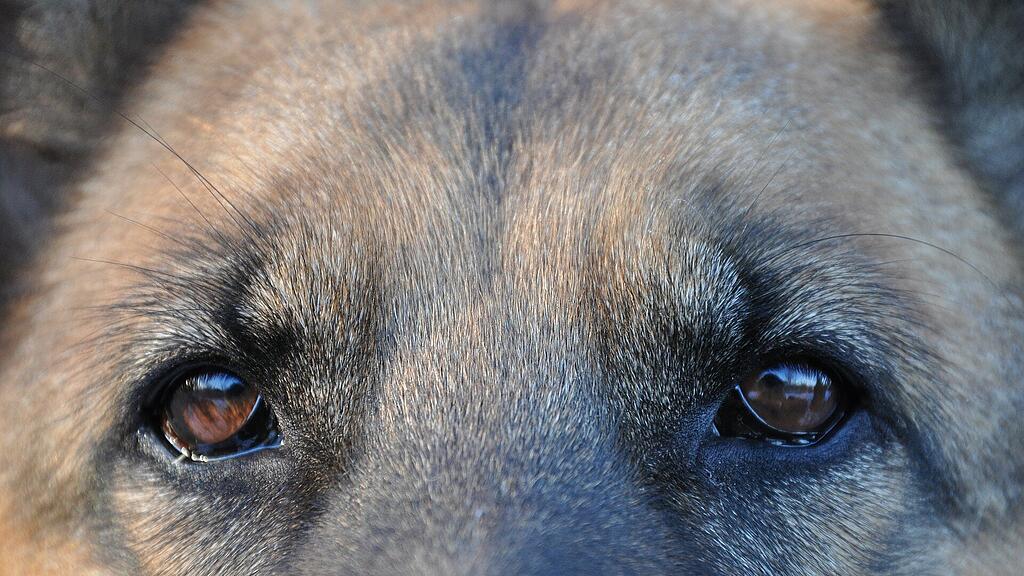 Hund, SB