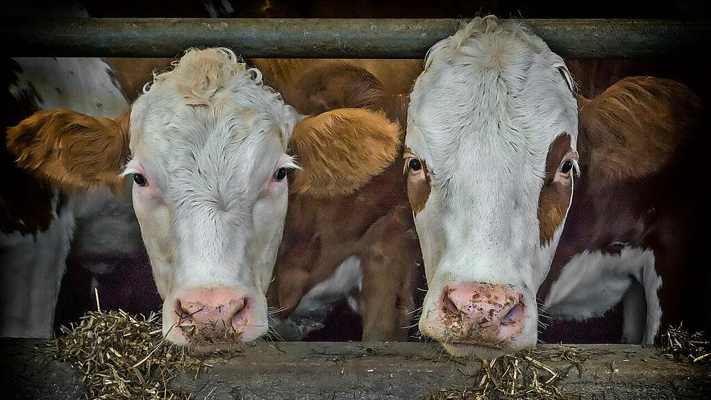 cows-3794604_1280.jpg