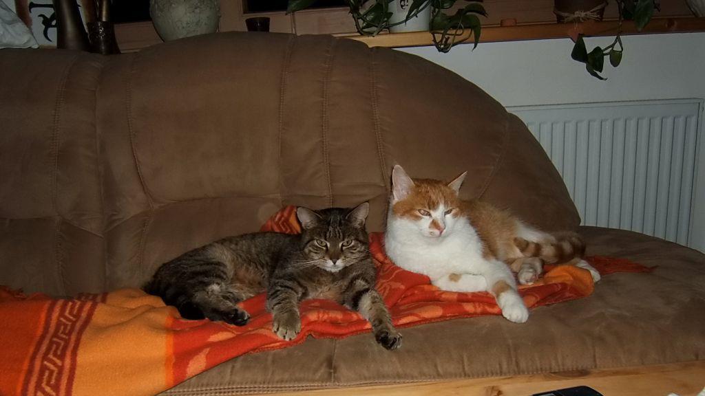 Bilder von Fridolin
