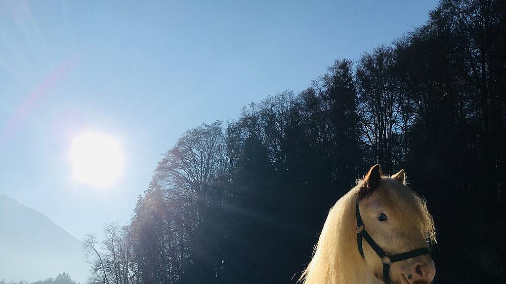 Pferde vom Pony Club Salzburg