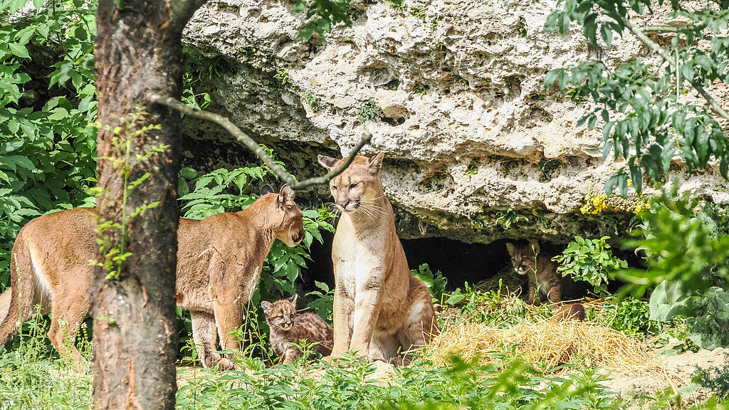 Amaira (li) und Inigo mit Jungtieren_c_ZooSBG_Angelika_Köppl (2).jpg