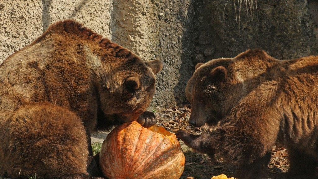 Frühlingserwachen im Zoo Salzburg