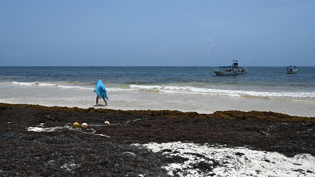 Algen, Strand Mexiko, Tulum