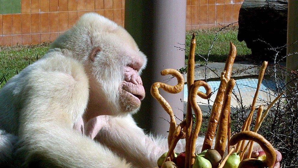 Schneeflöckchen / Copito de Nieve: Einziger Albino-Gorilla der Welt