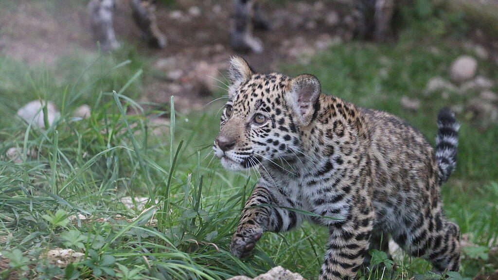 Jaguarnachwuchs