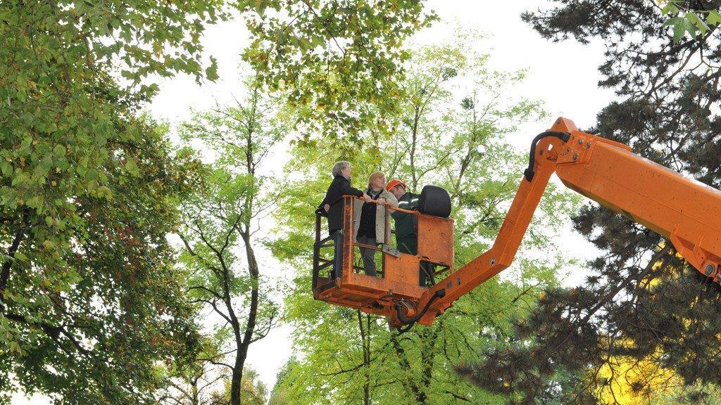 Stadt:Dialog zur Baumpflege